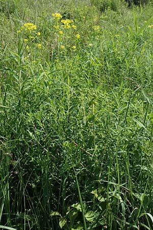 Euphorbia palustris \ Sumpf-Wolfsmilch / Marsh Spurge, D Groß-Gerau 28.5.2018