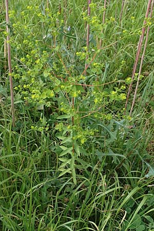 Euphorbia platyphyllos / Broad-Leaved Spurge, D Neulußheim 7.7.2018