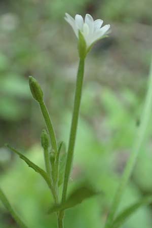 Epilobium pallidiglandulosum \ Bleiches Alaska-Weidenrschen / Pale Northern Willowherb, D Aachen 26.7.2019