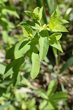 Euphorbia platyphyllos \ Breitblttrige Wolfsmilch / Broad-Leaved Spurge, D Kollerinsel 6.5.2020