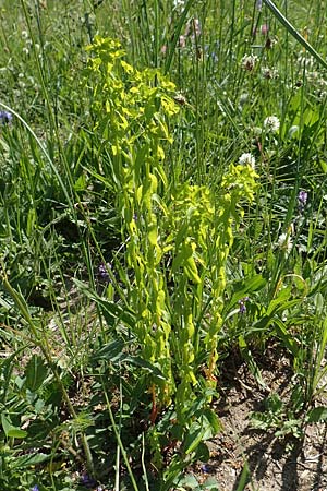 Euphorbia platyphyllos \ Breitblttrige Wolfsmilch / Broad-Leaved Spurge, D Ketsch 21.5.2020
