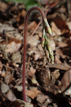 Epimedium x perralchicum \ Frohnleiten-Elfenblume / Frohnleiten Barren-Wort, D Ludwigshafen 31.3.2021