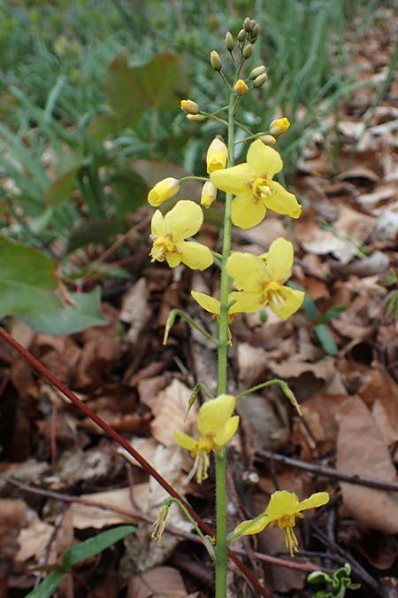 Epimedium x perralchicum \ Frohnleiten-Elfenblume / Frohnleiten Barren-Wort, D Ludwigshafen 7.4.2021