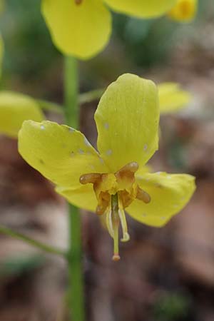 Epimedium x perralchicum \ Frohnleiten-Elfenblume / Frohnleiten Barren-Wort, D Ludwigshafen 7.4.2021