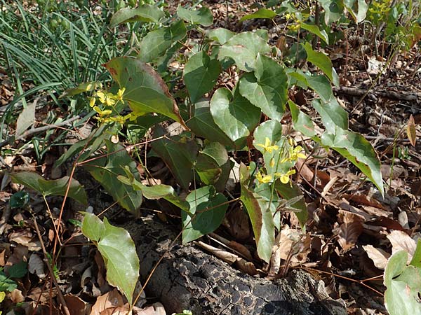 Epimedium x perralchicum \ Frohnleiten-Elfenblume / Frohnleiten Barren-Wort, D Ludwigshafen 15.4.2021