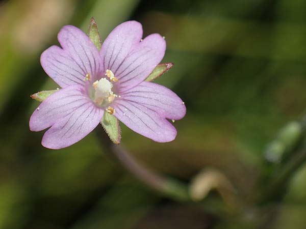 Epilobium tetragonum \ Vierkantiges Weidenrschen / Square-Stalked Willowherb, D Hunsrück, Börfink 18.7.2022