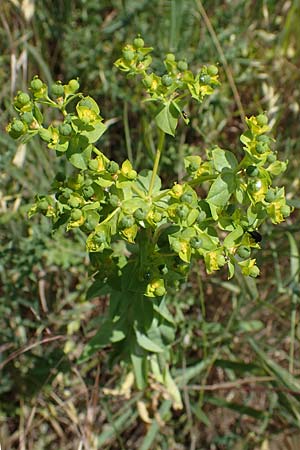 Euphorbia platyphyllos \ Breitblttrige Wolfsmilch / Broad-Leaved Spurge, D Thüringen, Tunzenhausen 14.6.2023