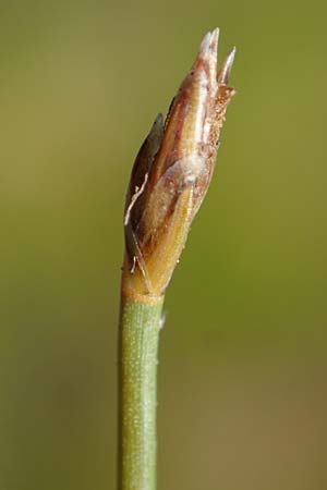 Eleocharis uniglumis \ Einspelzige Sumpfbinse / Spike Rush, D Elmpt 6.9.2021