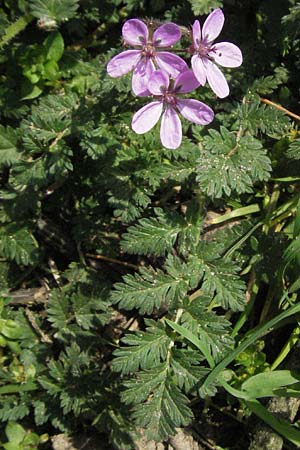 Erodium cicutarium \ Gewhnlicher Reiherschnabel, D Mannheim 1.4.2007