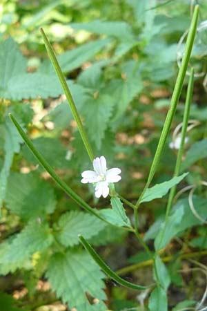 Epilobium roseum \ Rosenrotes Weidenrschen / Pale Willowherb, D Reilingen 22.9.2007