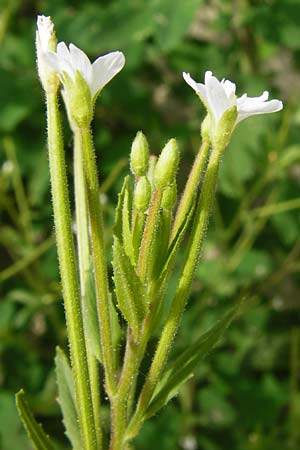 Epilobium ciliatum subsp. ciliatum \ Bewimpertes Weidenrschen / Fringed Willowherb, D Eching 25.7.2015