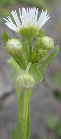 Erigeron strigosus / Common Eastern Fleabane, Prairie Fleabane, D Mannheim 23.9.2015