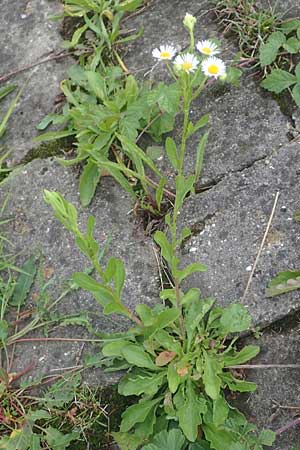 Erigeron strigosus \ Ausdauerndes Berufkraut, D Mannheim 23.9.2015