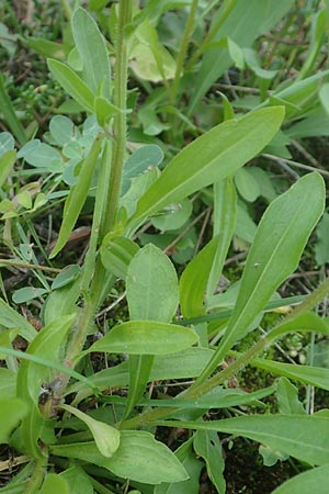 Erigeron strigosus \ Ausdauerndes Berufkraut, D Mannheim 23.9.2015