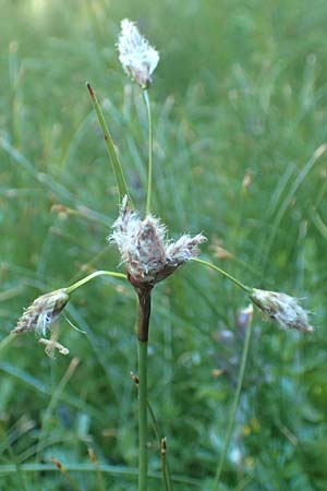 Eriophorum angustifolium / Common Cotton Grass, D Black-Forest, Feldberg 10.7.2016