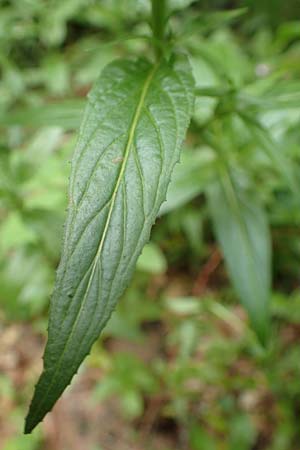 Epilobium roseum \ Rosenrotes Weidenrschen / Pale Willowherb, D Odenwald, Reichelsheim 16.6.2017