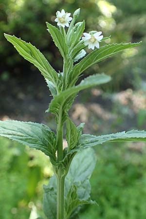 Epilobium roseum / Pale Willowherb, D Aschaffenburg 24.6.2017