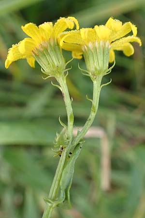 Senecio erucifolius / Hoary Ragwort, D Kehl 7.10.2017