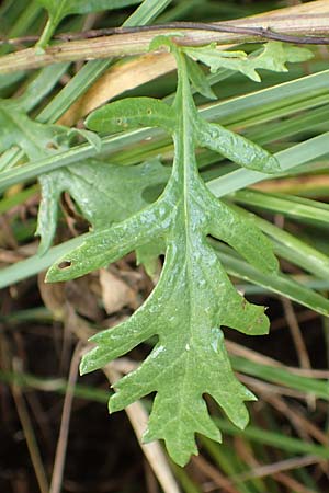 Senecio erucifolius \ Raukenblttriges Greiskraut, D Kehl 7.10.2017