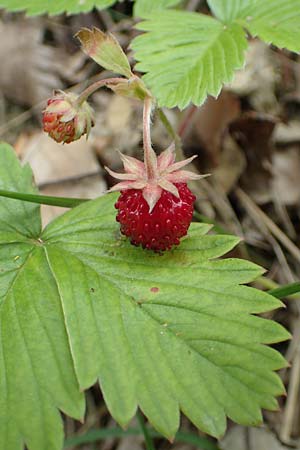 Fragaria vesca \ Wald-Erdbeere / Wild Strawberry, D Spaichingen 26.6.2018