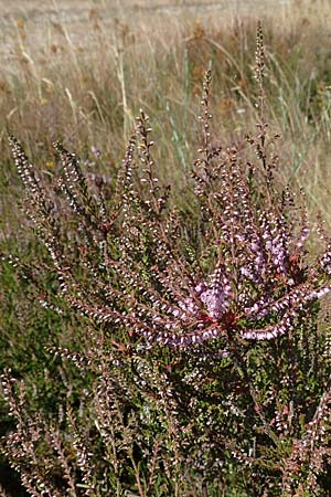 Calluna vulgaris \ Heidekraut, Besen-Heide / Heather, D Drover Heide 9.7.2018
