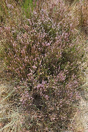 Calluna vulgaris / Heather, D Drover Heide 22.8.2018