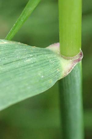 Elymus hispidus / Intermediate Wheatgrass, D Philippsburg 6.6.2019