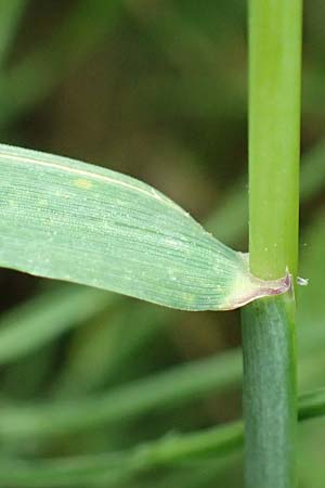 Elymus hispidus / Intermediate Wheatgrass, D Philippsburg 6.6.2019