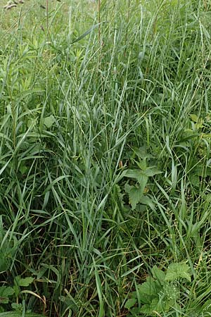 Elymus hispidus \ Graugrne Quecke / Intermediate Wheatgrass, D Philippsburg 6.6.2019