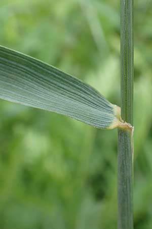 Elymus hispidus \ Graugrne Quecke / Intermediate Wheatgrass, D Philippsburg 6.6.2019