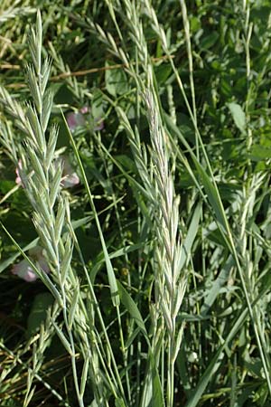 Elymus repens \ Kriechende Quecke / Couch Grass, D Mannheim 20.6.2019