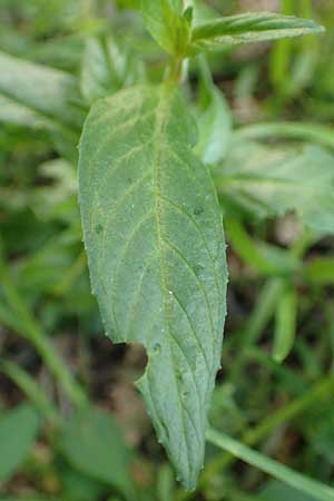 Epilobium roseum / Pale Willowherb, D Mannheim 15.9.2019