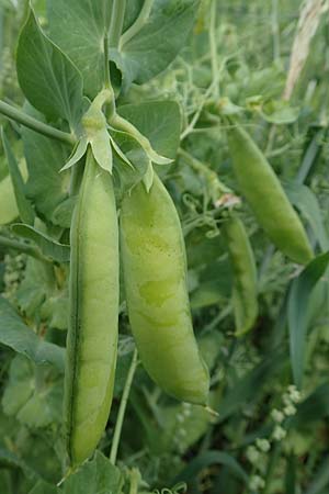 Lathyrus oleraceus var. oleraceus / Pea, D Gladenbach 22.6.2020