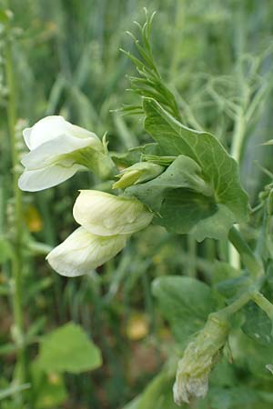 Lathyrus oleraceus var. oleraceus / Pea, D Gladenbach 22.6.2020