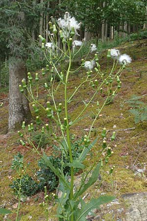 Erechtites hieraciifolius \ Amerikanisches Schein-Greiskraut / American Burnweed, Fireweed, D Schwarzwald/Black-Forest, Gengenbach 6.9.2020