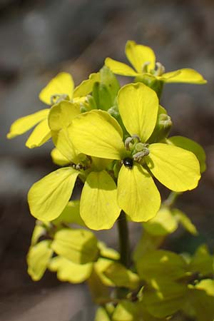 Erysimum crepidifolium \ Bleicher Schterich, Gnsesterbe / Hedge Mustard, D Bad Kreuznach, Ruine Rheingrafenstein 20.4.2021