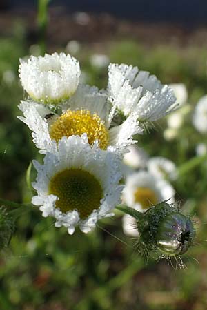 Erigeron annuus \ Einjhriger Feinstrahl, D Bahlingen am Kaiserstuhl 24.9.2021