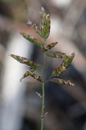 Poa compressa \ Flaches Rispengras, Plattes Rispengras / Flattened Meadow Grass, D Dorsten 20.6.2022