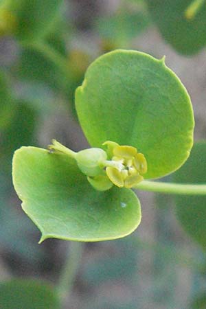 Euphorbia seguieriana \ Steppen-Wolfsmilch / Seguier's Spurge, D Sandhausen 19.6.2007