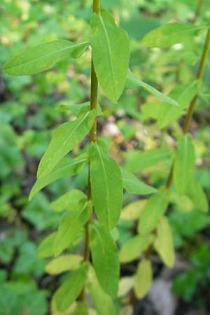 Euphorbia stricta / Upright Spurge, D Efringen-Kirchen 25.6.2010