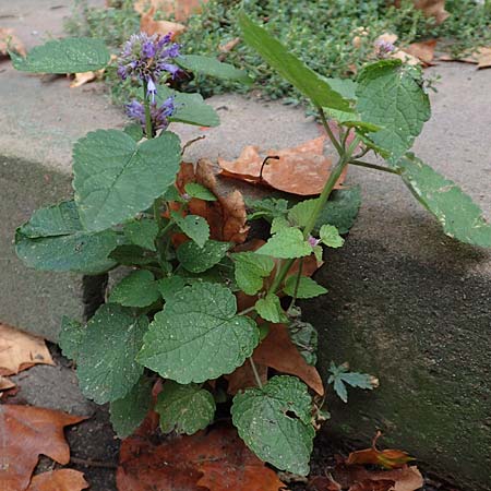 Nepeta x faassenii \ Hybrid-Katzenminze / Catmint, D Mannheim 20.9.2015