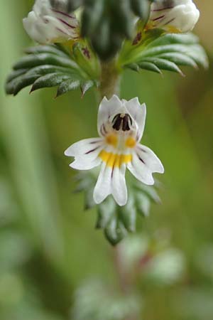 Euphrasia stricta \ Steifer Augentrost / Drug Eyebright, D Schwarzwald/Black-Forest, Unterstmatt 4.8.2016