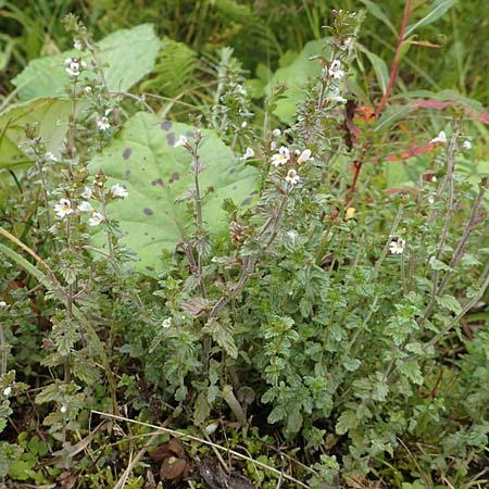 Euphrasia stricta / Drug Eyebright, D Black-Forest, Unterstmatt 4.8.2016