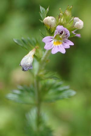 Euphrasia stricta \ Steifer Augentrost / Drug Eyebright, D Schwarzwald/Black-Forest, Unterstmatt 4.8.2016