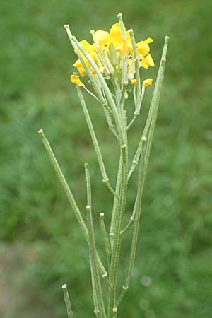 Erysimum virgatum \ Steifer Schterich / Hawkweed-Leaved Treacle Mustard, D Mannheim 30.5.2017