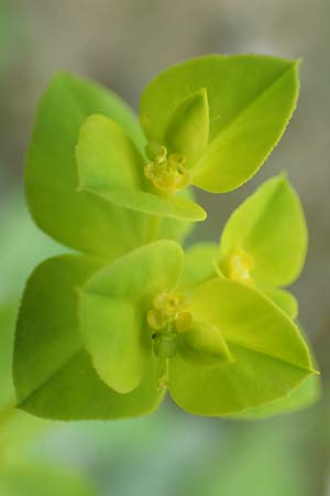 Euphorbia platyphyllos \ Breitblttrige Wolfsmilch / Broad-Leaved Spurge, D Philippsburg 7.7.2018