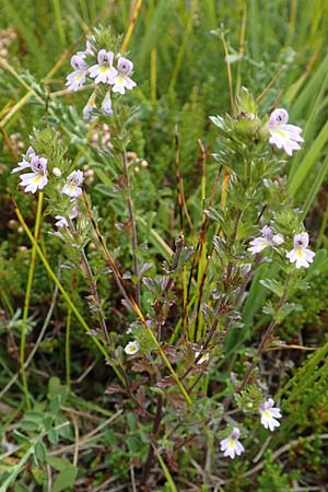 Euphrasia stricta / Drug Eyebright, D Black-Forest, Unterstmatt 5.9.2019