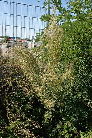 Erigeron sumatrensis \ Sumatra-Katzenschweif, Weies Berufkraut / Tall Fleabane, D Mannheim 15.9.2019