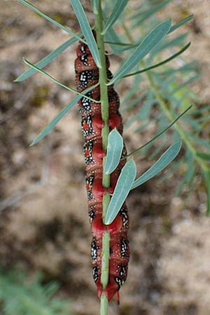 Euphorbia seguieriana \ Steppen-Wolfsmilch / Seguier's Spurge, D Lampertheim 27.8.2021