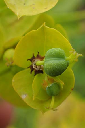 Euphorbia seguieriana \ Steppen-Wolfsmilch / Seguier's Spurge, D Sachsen-Anhalt, Könnern 11.6.2022